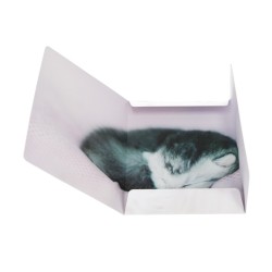Teczka szkolna A4 z gumką Starpak Cuties KOTKI 1 sztuka