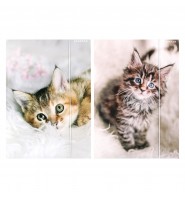 Teczka szkolna A4 z gumką Starpak Cuties KOTKI 1 sztuka